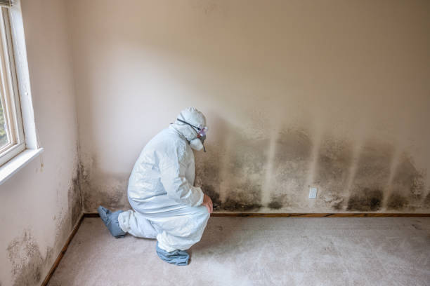Best Mold Damage Repair  in Mims, FL