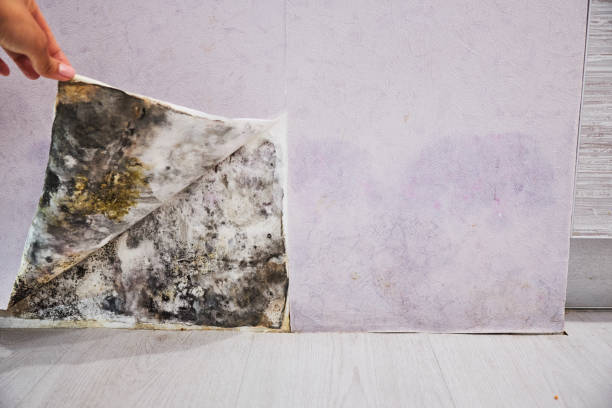 Office Mold Removal Services in Mims, FL